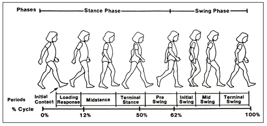 Understanding the Gait Cycle Phases