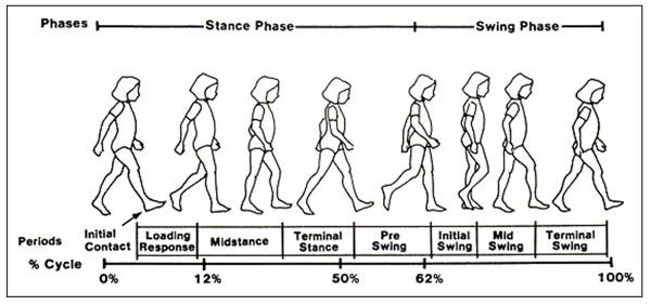 Each walking cycle has two periods of double support (DS), as shown by
