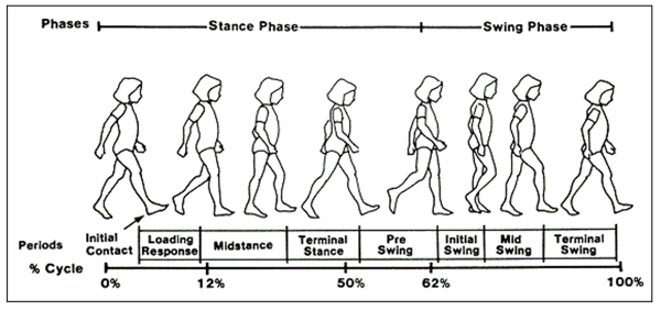 8 phases of gait cycle