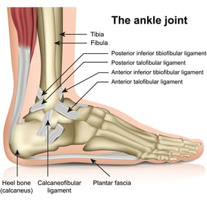 Biomechanics of the ankle joint anatomy
